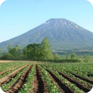 羊蹄山