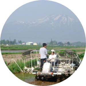 はくちょうもち
